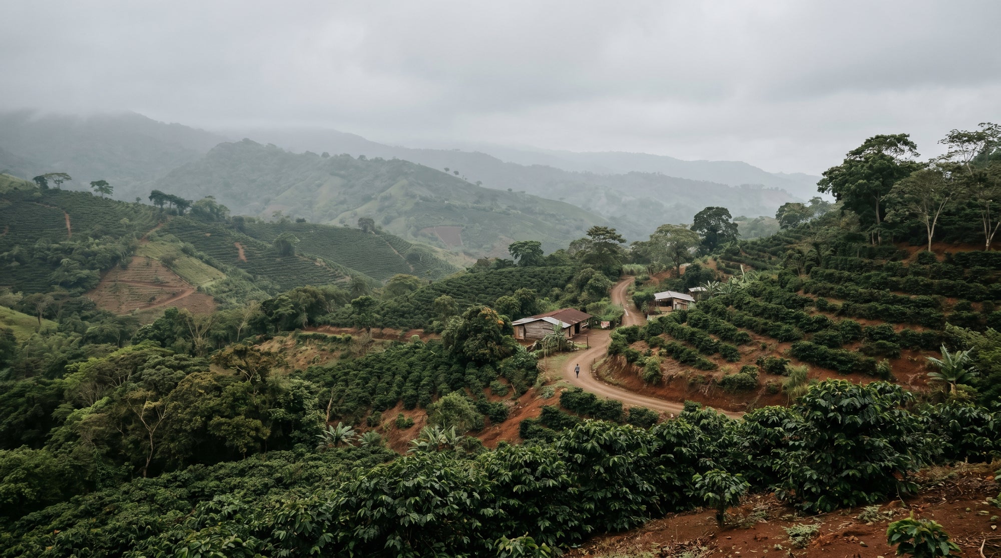 Hilly landscape with a small building and coffee plantations on a cloudy day.